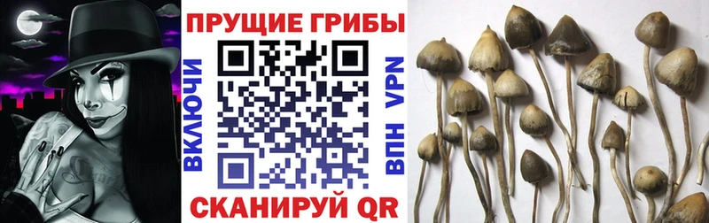 Галлюциногенные грибы Psilocybine cubensis  mega сайт  Домодедово 