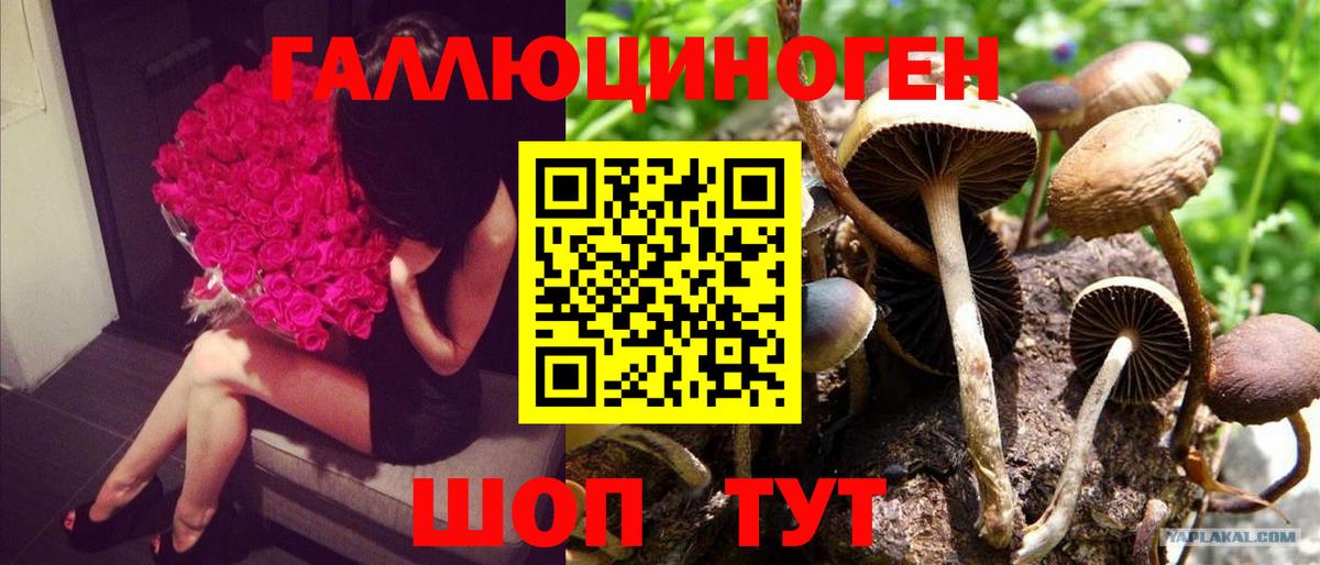 Псилоцибиновые грибы Cubensis Домодедово